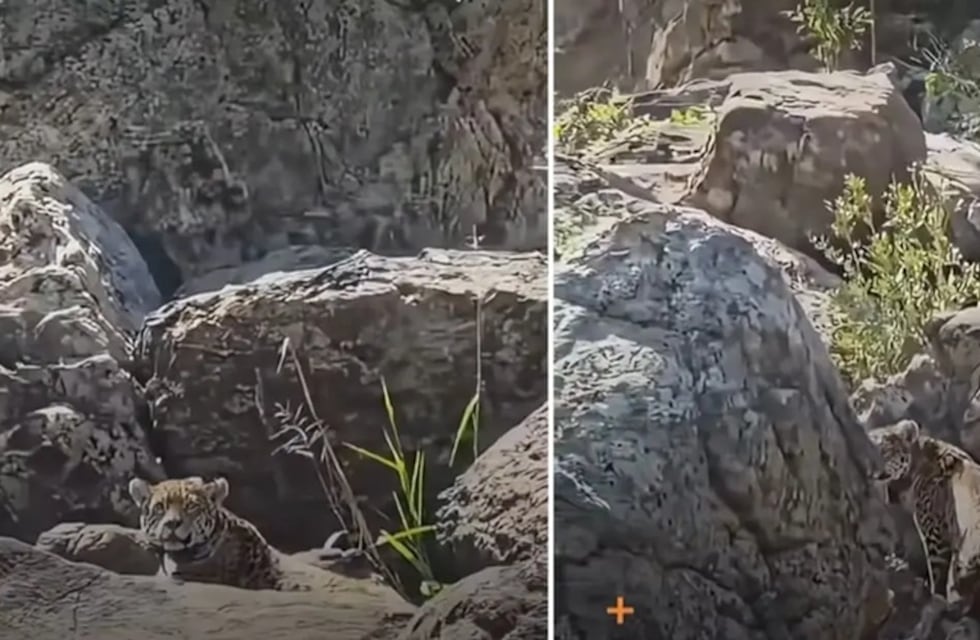 Avistamiento excepcional: una yaguareté descansó a orillas del río Iguaçu