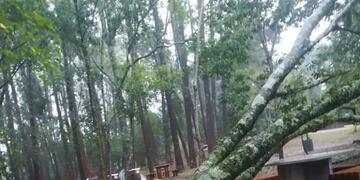 Fuerte temporal en Oberá causó caídas de árboles y postes que dejaron sin luz a gran parte de la ciudad.
