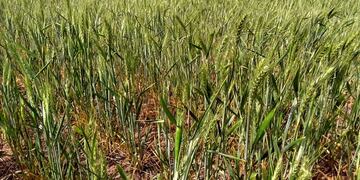 Tandil participará de Agrotur