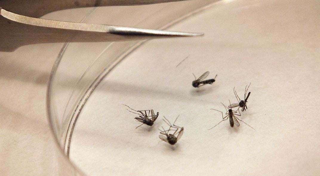 CHIKUNGUNYA. Se transmite por mosquito (AP).