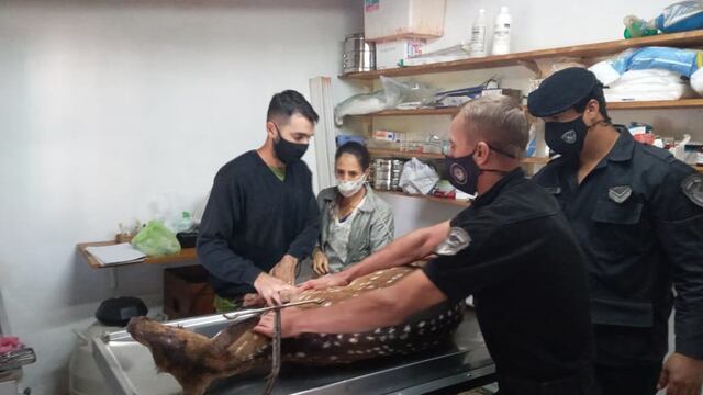 El animal recibió atención veterinaria ya que fue mordido por los canes.