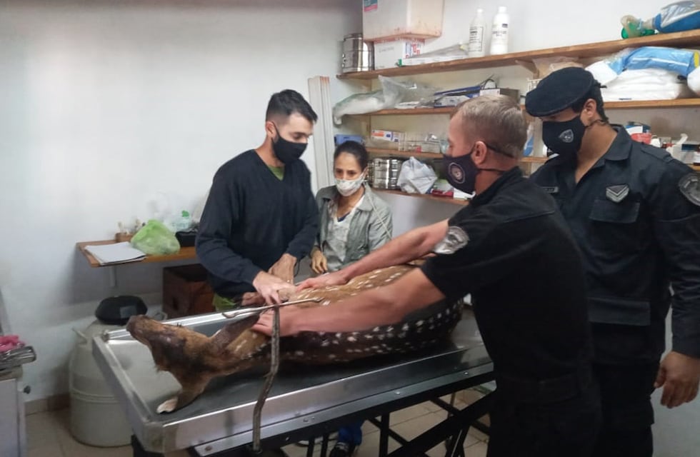 Rescataron a un ciervo que estaba siendo atacado por dos perros