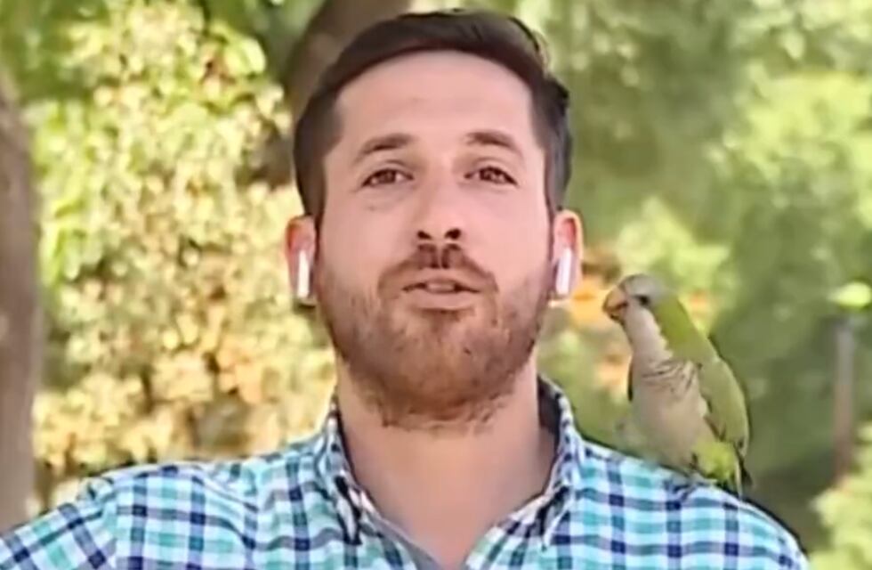 Insólito robo en Chile: un loro le quitó el auricular a un periodista mientras transmitía en vivo