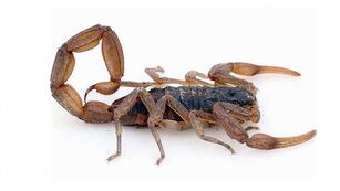 El Municipio de Chaves informa medidas de prevención para evitar picaduras de animales ponzoñosos