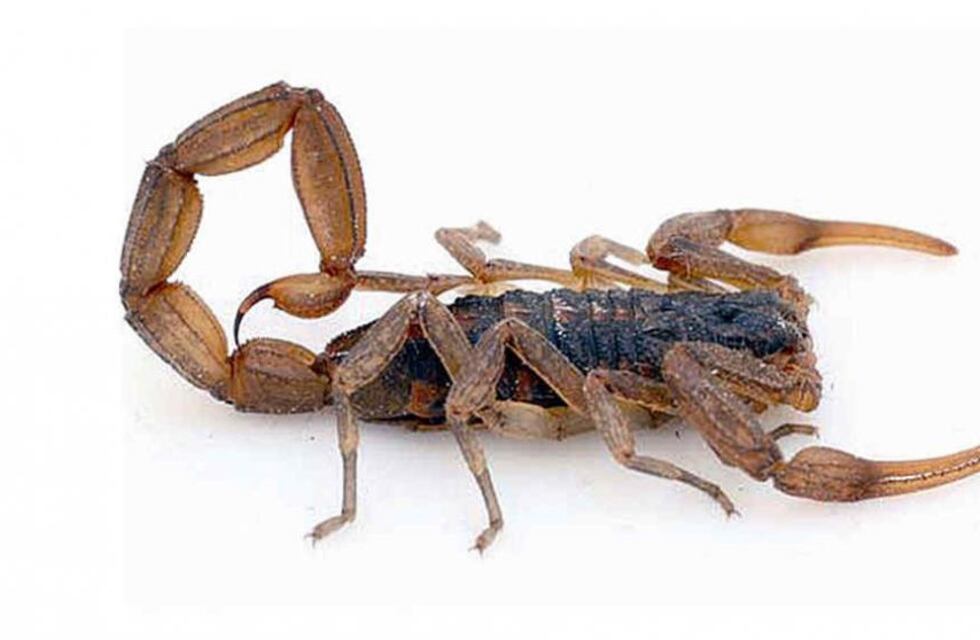 El Municipio de Chaves informa medidas de prevención para evitar picaduras de animales ponzoñosos