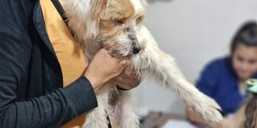 Castración de Animales en Arroyito Centro de Zoonosis