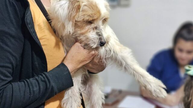 Castración de Animales en Arroyito Centro de Zoonosis