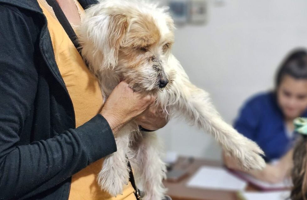 El Municipio de Arroyito esteriliza aproximadamente 30 animales por semana