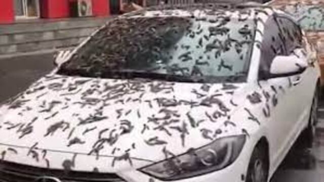 Los gusanos que cubrieron las calles de Beijing.