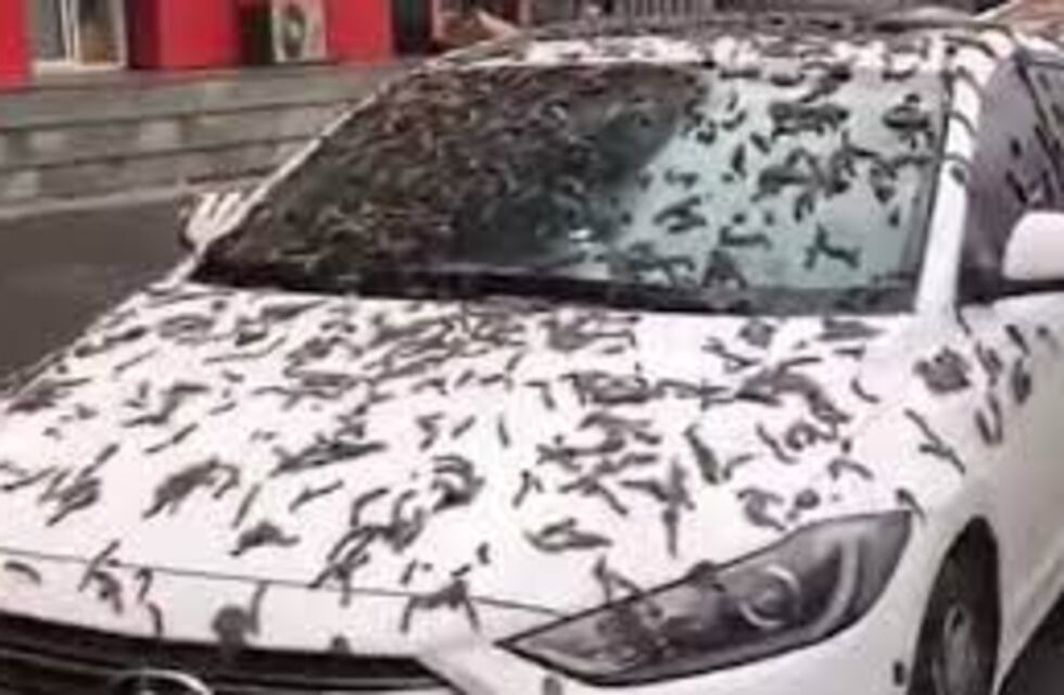 ¿Llueven gusanos? La misteriosa situación que invadió a la capital de China