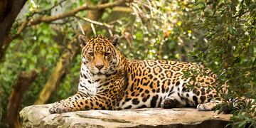 Cazadores mataron a un animal en peligro de extinción en Argentina.