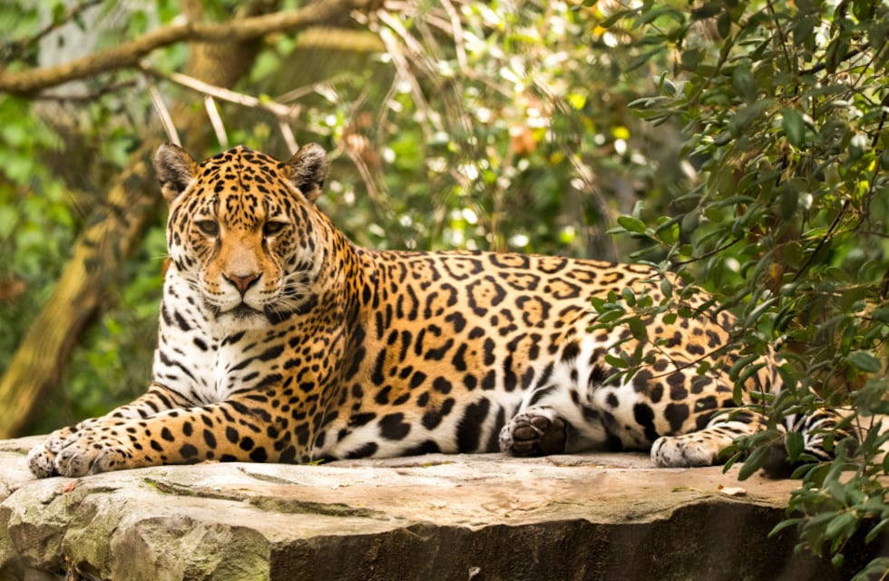Cazadores mataron a un animal en peligro de extinción en Argentina