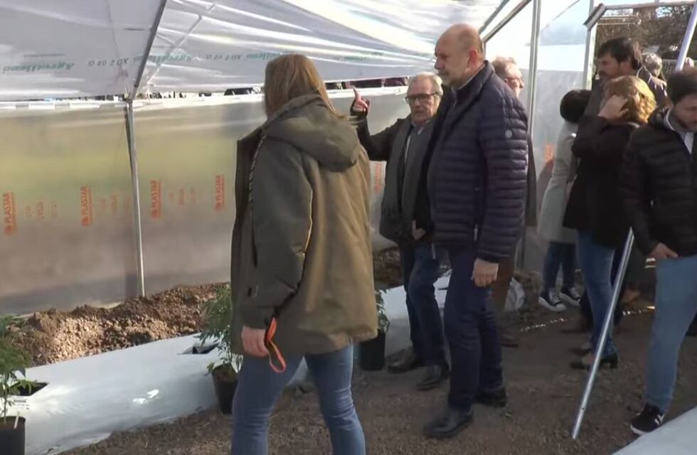 Cannabis medicinal: Santa Fe activó su primera plantación de marihuana