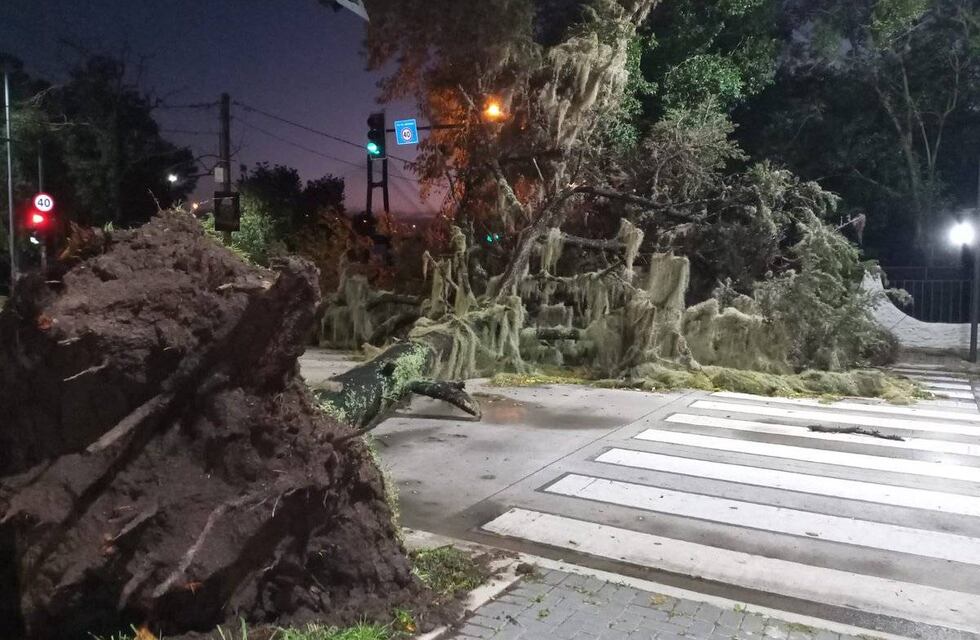Tras la tormenta en Rosario, reportan cortes de tránsito por árboles caídos