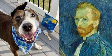 Perrito Van Gogh