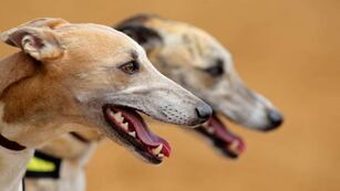 Los galgos fueron devueltos.