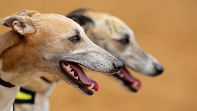 Los galgos fueron devueltos.