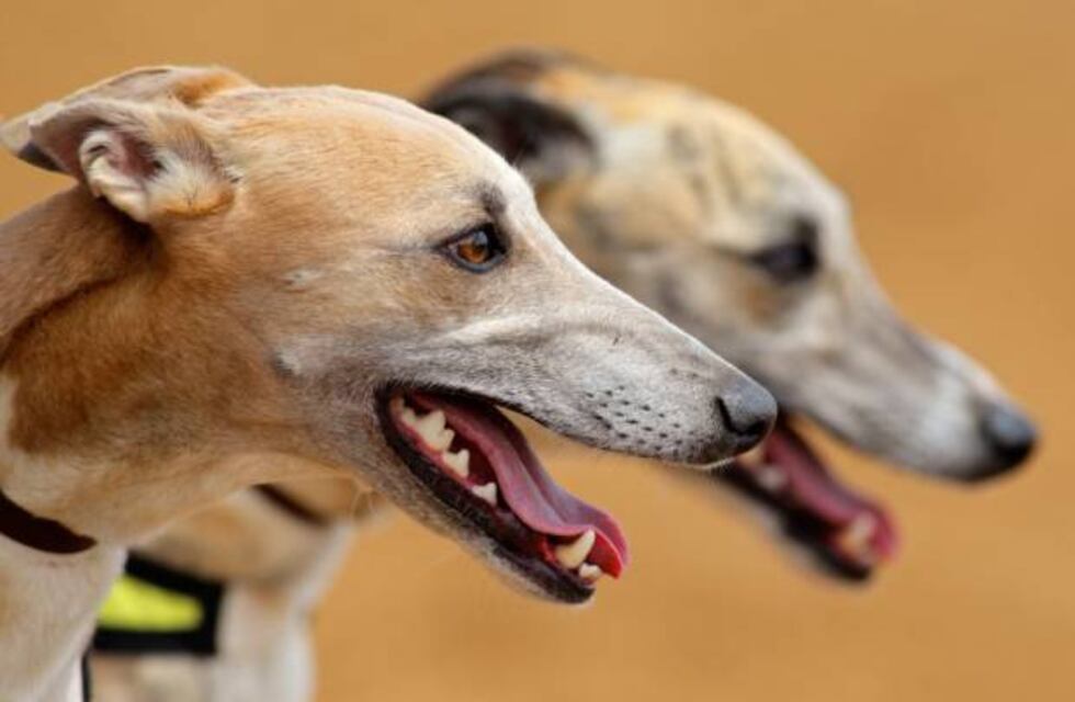 Compraron alimento para gatos y terminaron asaltando una veterinaria: se llevaron un perro