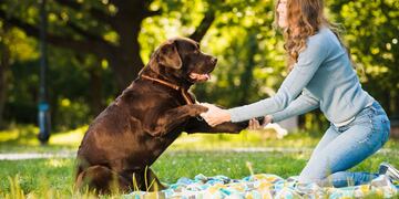 Cómo es el vínculo entre los perros y los gatos con sus dueños.