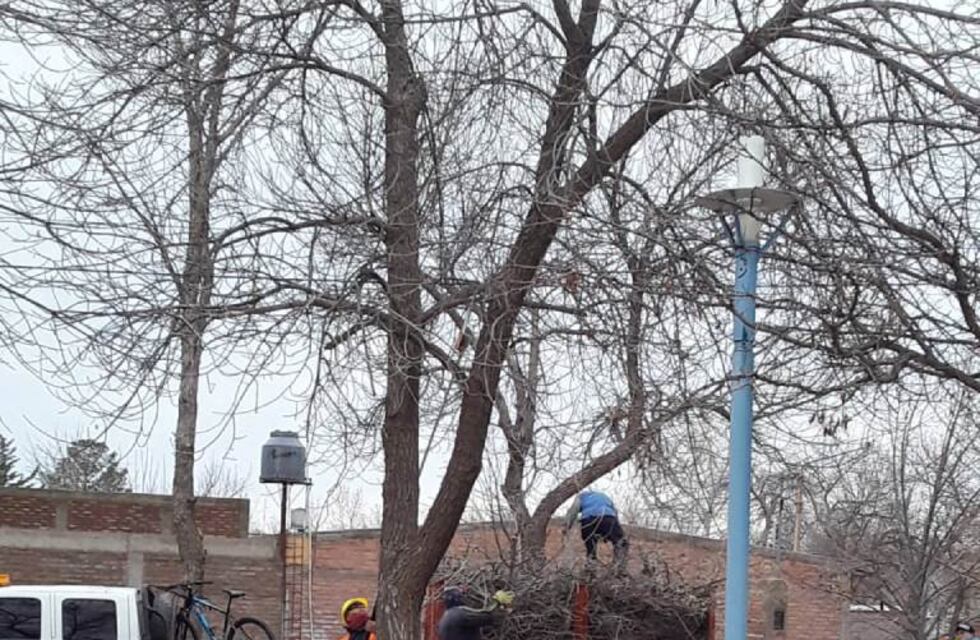 En Malargüe advirtieron que la poda sin autorización es ilegal y tiene fuertes multas