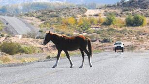 Dos autos chocaron contra un caballo en Malargüe y 4 personas resultaron heridas (imagen ilustrativa)
