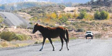 Dos autos chocaron contra un caballo en Malargüe y 4 personas resultaron heridas (imagen ilustrativa)
