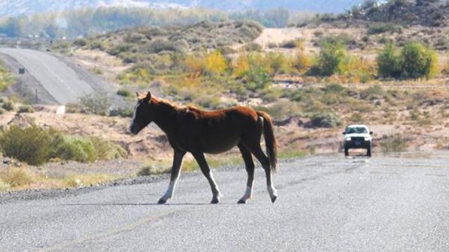 Dos autos chocaron contra un caballo en Malargüe y 4 personas resultaron heridas (imagen ilustrativa)