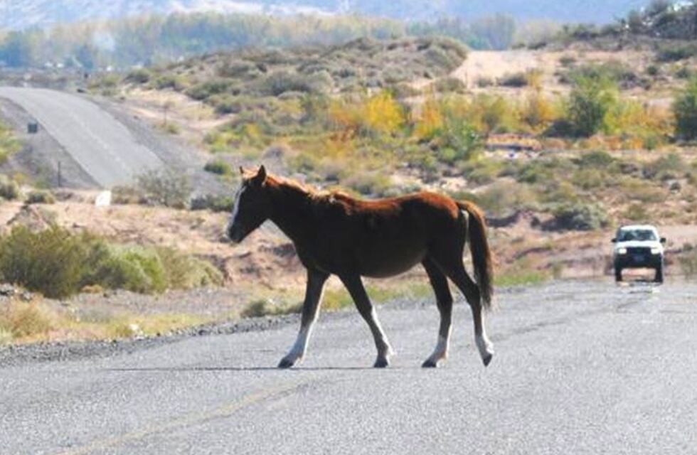 Dos autos chocaron contra un caballo en Malargüe y cuatro personas resultaron heridas