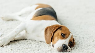 Cómo detectar si un perro tiene depresión.