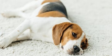 Cómo detectar si un perro tiene depresión.