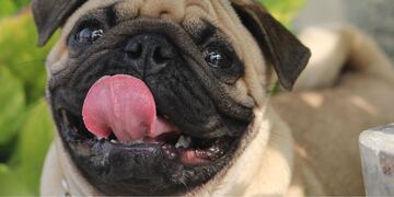 Pugs