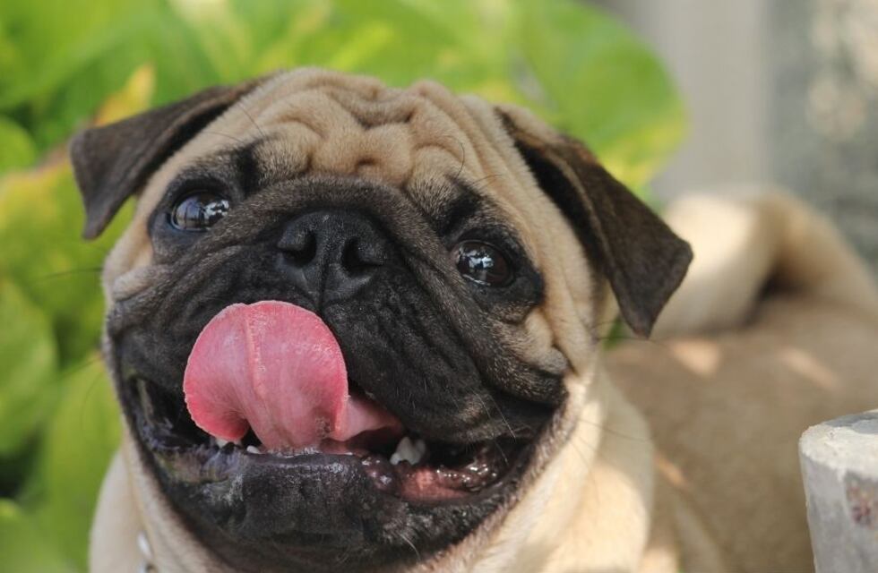 Los pug en peligro: su salud empeora y expertos dejan de considerarlos “un perro típico”