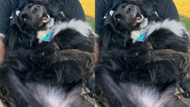 La perra fue arrojada por sus dueños en una ruta cerca de Villa Esquiú, afuera de la ciudad de Córdoba.