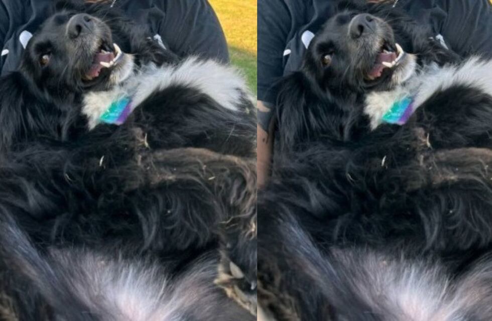 Qué pasó con “Negrita”, la perra que fue abandonada por sus dueños en Córdoba