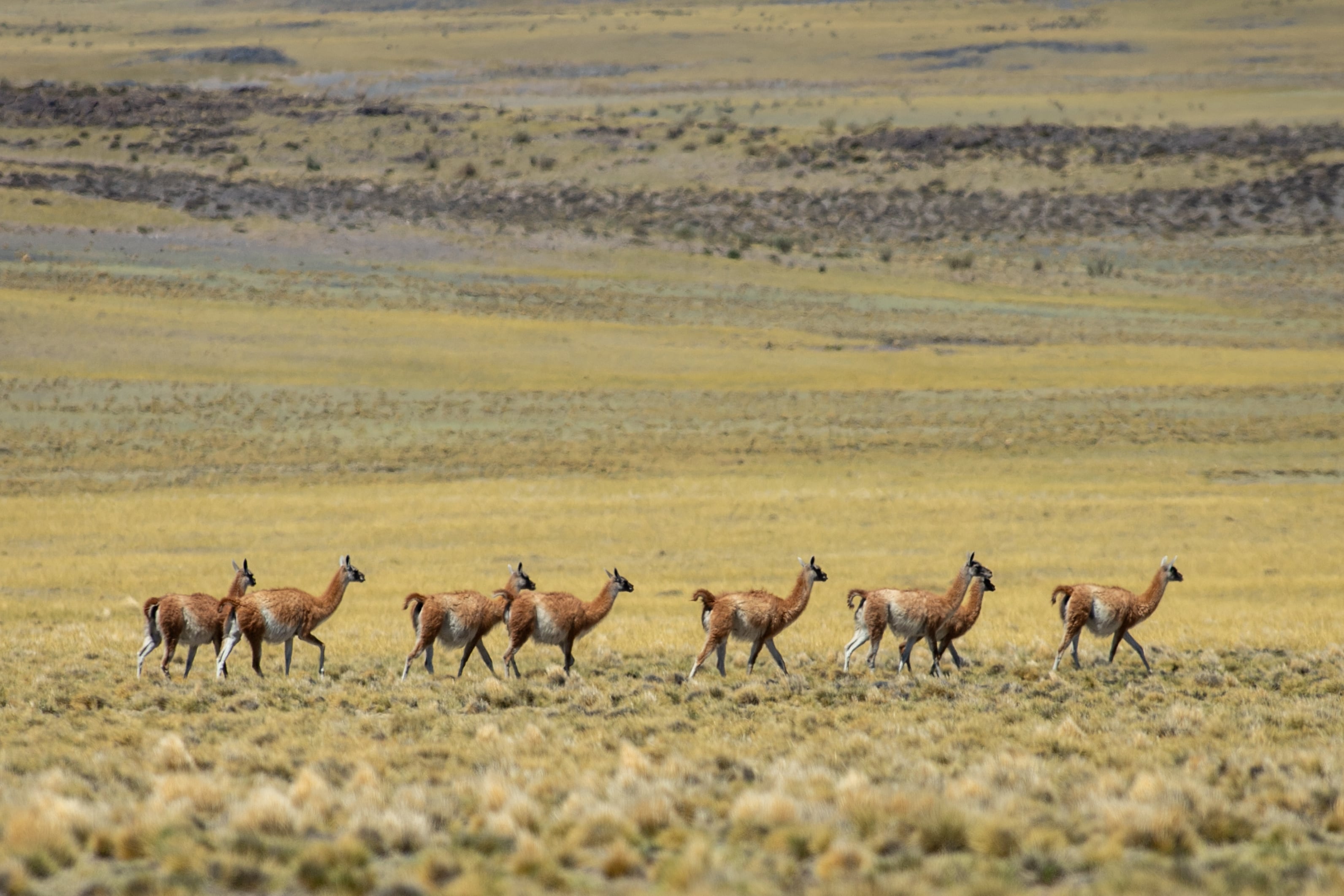 El guanaco vuelve a ser parte del paisaje chaqueño, símbolo del éxito en la conservación y recuperación de especies nativas.