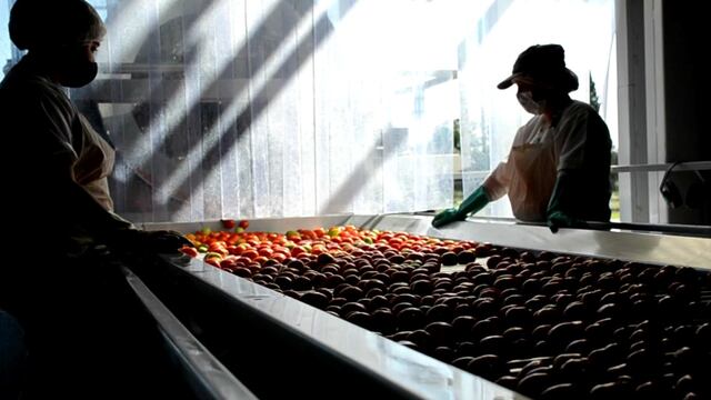 Comenzaron a elaborar tomate en la Pulpera de San Rafael.