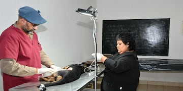 La Municipalidad de San Salvador de Jujuy posee dos centros de zoonosis dedicados a la castración y vacunación de perros y gatos.