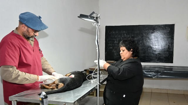 La Municipalidad de San Salvador de Jujuy posee dos centros de zoonosis dedicados a la castración y vacunación de perros y gatos.