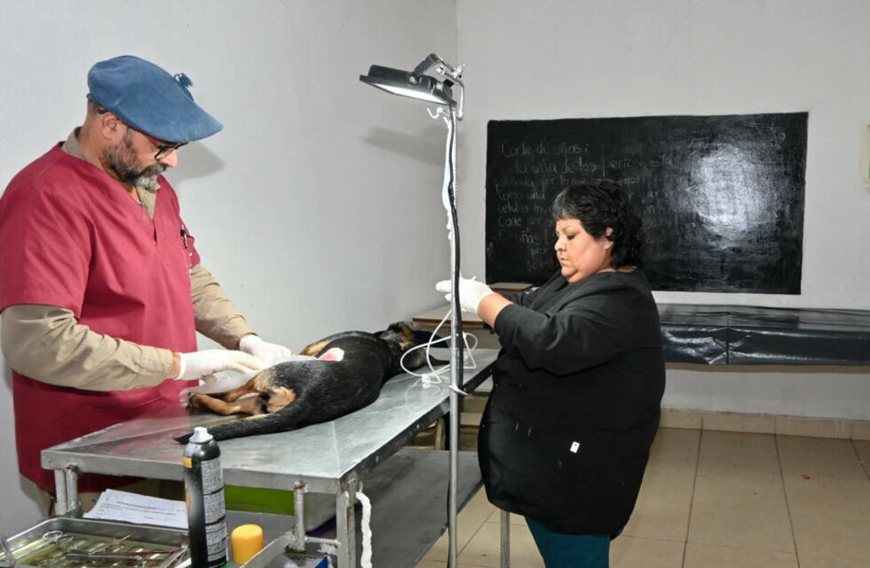Guardias veterinarias obligatorias en Jujuy: los médicos están de acuerdo, pero...