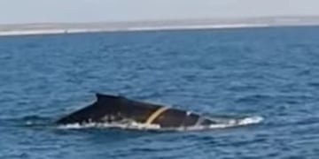 La ballena que apareció en las aguas de Puerto Madryn es la que pertenece a la familia Balaenopteridae.