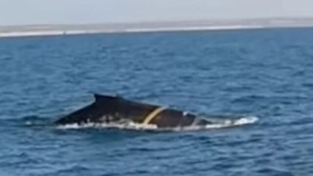 La ballena que apareció en las aguas de Puerto Madryn es la que pertenece a la familia Balaenopteridae.