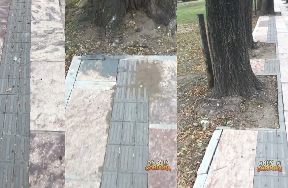 Córdoba: el indignante video de una senda para personas ciegas, ¡con árboles en medio!