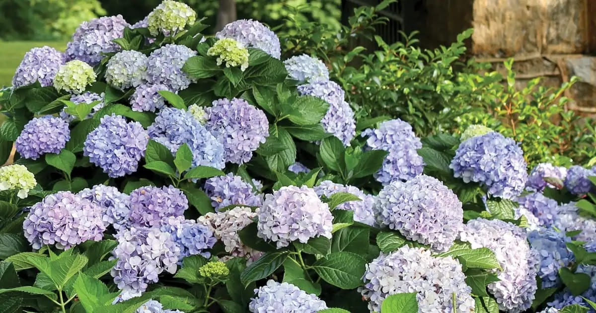 Cómo podar las hortensias para que florezcan en primavera