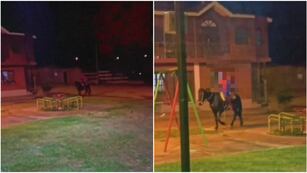 Así luce el hombre disfrazado de "Spider Man" que lleva los pedidos a caballo.