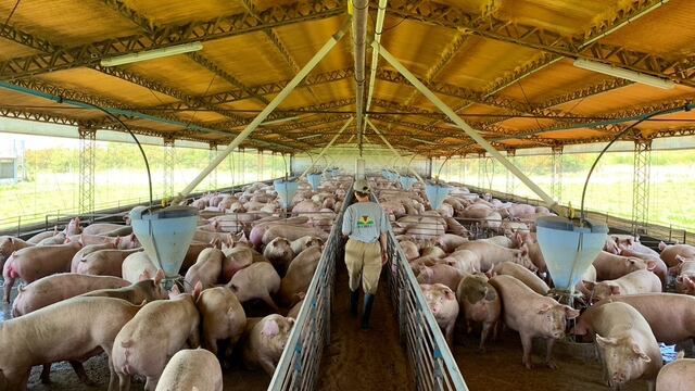 Realizaron en Tandil un encuentro entre productores de cerdos, frutillas y hortícolas