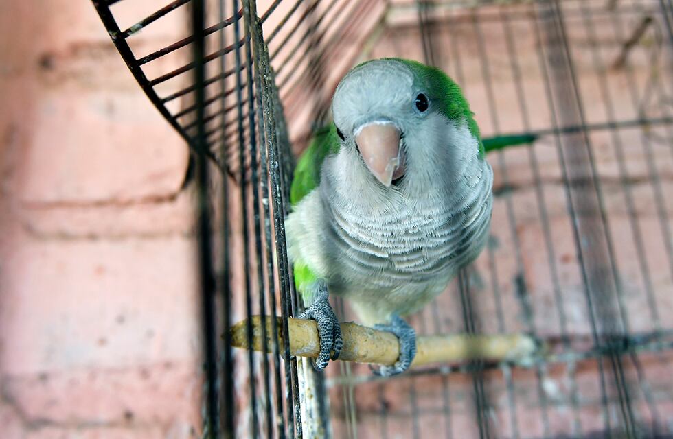 Un nuevo caso de psitacosis preocupa en Rafaela