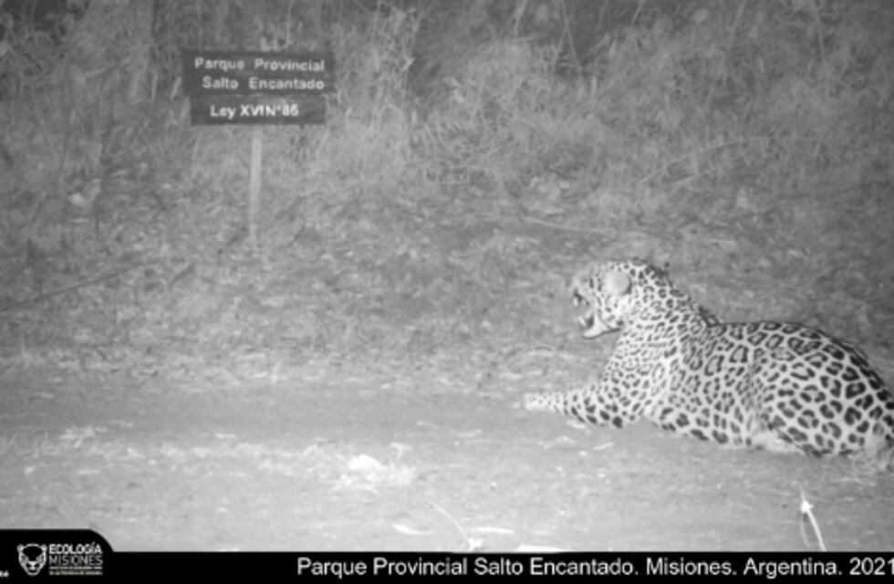Un yaguareté fue captado en cámara en el Parque Provincial Salto Encantado