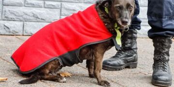 "La Juana", la perra policía de Cipolletti que se destaca en la ciudad y se ganó el corazón de muchos.