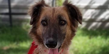 El mismo está coordinado por Zoonosis y Bienestar Animal