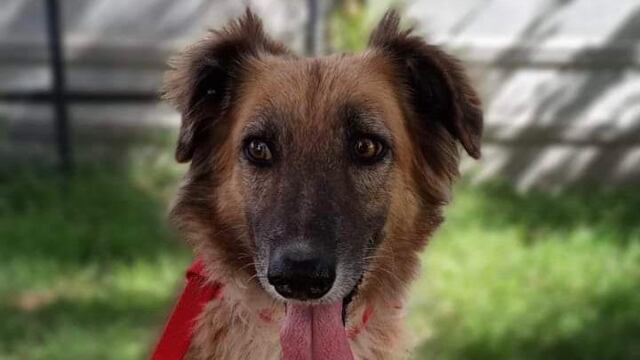 El mismo está coordinado por Zoonosis y Bienestar Animal